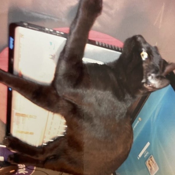 Screenshot 6 of KuroCat